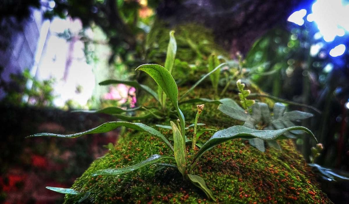 Help Children Achieve Their Dreams Through Education